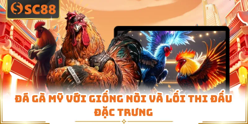 Đá gà mỹ với giống nòi và lối thi đấu đặc trưng
